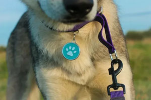 Pengumpan Kucing RFID Sensor Pasif Terbatas 125Khz Tahan Air, Tag Kalung Hewan Peliharaan, Kartu Chip RFID, Implan Chip RFID Untuk Rumah - Product Image 5