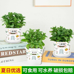 Plantas grandes de menta en maceta son comestibles, aromáticas y repelentes de mosquitos en interiores, absorben formaldehído en la sala de estar, y - Product Image 3