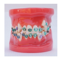 Modèle orthodontique dentaire pour l'étude des dents, modèle d'orthodontie à 24 dents