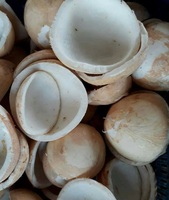 Bulk biologische witte bevroren kokosvleesstokjes vacuüm verpakt met waterbehoud
