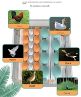 Incubateur intelligent entièrement automatique à isolation électrique pour 98 œufs, 220V, pour poulets, canards, oies, pigeons, oiseaux