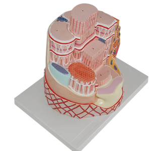 Modelo de Músculo Esquelético de Plástico con Aumento de 40000 Veces, Estructura de Fibra Muscular, Retícula Sarcoplasmática, Miosina, Actina - Product Image 6