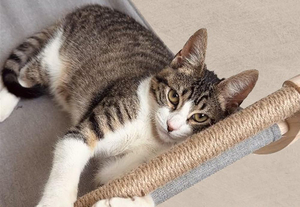 Nuevo Diseño 2025: Cama Colgante de Lino Sólido y Madera para Gatos, Asiento de Descanso Tipo Luna, Hamaca Transpirable para Todas las Estaciones, Mueble para Gatos, Regalo - Product Image 3