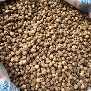 ลูกจันทน์เทศดิบอบแห้งสีขาวสำหรับอบแห้งแบบโฆษณา - Product Image 3