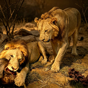 Modèle d'animal réaliste en 3D, lion animatronique grandeur nature - Product Image 2