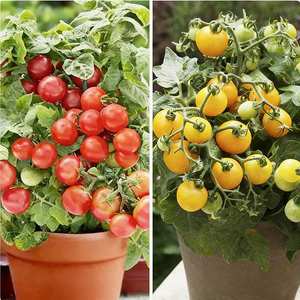 Origine des plantes de tomates : Tomates à haut rendement pour la décoration des jardins et des cours - Product Image 2
