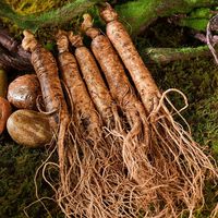 Extrait de racine de ginseng Panax naturel séché en gros, qualité alimentaire, pour compléments de santé
