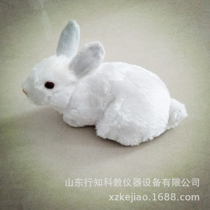 Spécimen de lapin, lapin blanc, spécimen d'oiseau, modèle de lapin, artisanat, aides pédagogiques pour le dessin artistique, instruments d'enseignement - Product Image 4