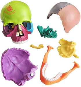 Modèle de crâne humain coloré 15 pièces Mini crâne étudiant et enfants enseignement médical anatomie crâne - Product Image 5