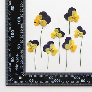Viola del pensiero con rami fiori secchi in rilievo materiali fai da te cornice di foto epossidica segnalibro pianta esemplare - Product Image 6