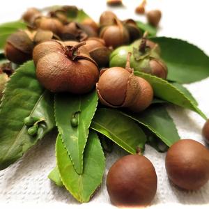 Huile de graines de camélia de qualité cosmétique en gros - Huile de support 100% pure, biologique, naturelle et pressée à froid raffinée |   Fournisseur en gros - Product Image 2