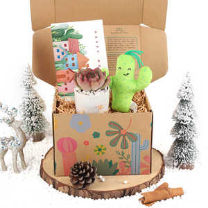 Caja de regalo con maceta de <span class=keywords><strong>Cactus</strong></span> suculenta <span class=keywords><strong>y</strong></span> rellena, plantas <span class=keywords><strong>suculentas</strong></span> cuadradas <span class=keywords><strong>para</strong></span> diseño de interiores, decoración del hogar, Kit de jardinería <span class=keywords><strong>interior</strong></span> - Product Image 2