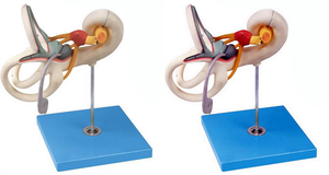 A1057 PVC الطبية المدرسة متعددة الوظائف الداخلية متاهة الأذن نموذج تضخيم مرونة جيدة - Product Image 2