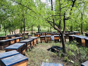 BEESTAR OEM produit de soins de santé <span class=keywords><strong>gelée</strong></span> <span class=keywords><strong>royale</strong></span> fraîche liquide naturel organique <span class=keywords><strong>gelée</strong></span> <span class=keywords><strong>royale</strong></span> fraîche 10-HDA 1.4% pour améliorer le <span class=keywords><strong>sommeil</strong></span> - Product Image 5