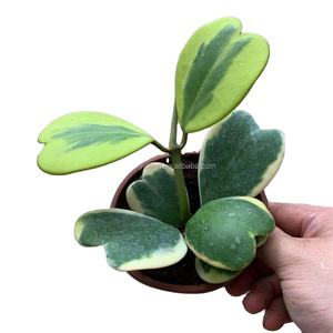 Pianta a 5 Foglie Sempervivum Hoya Kerrii Var. Piante da Interno - Product Image 1