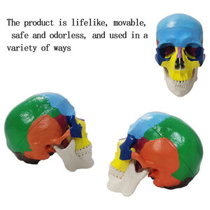 Modelo de cabeza Uman, esqueleto escolar de enseñanza médica, modelo de cráneo de plástico anatómico de color - Product Image 5