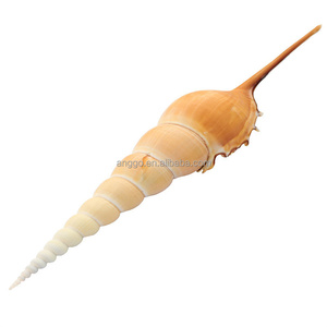 Trang trí nhỏ thủ công mỹ nghệ trang trí nhà tự nhiên dài mũi Ốc Sên bán buôn vỏ ốc xà cừ - Product Image 1