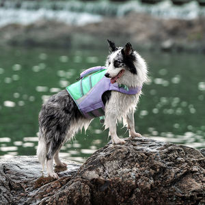 Truelove vente en gros RTS natation sécurité <span class=keywords><strong>pour</strong></span> animaux <span class=keywords><strong>de</strong></span> compagnie gilet <span class=keywords><strong>de</strong></span> sauvetage en nylon réfléchissant vêtements <span class=keywords><strong>de</strong></span> <span class=keywords><strong>flottaison</strong></span> réglables <span class=keywords><strong>pour</strong></span> <span class=keywords><strong>chien</strong></span> pratique en plein air - Product Image 1