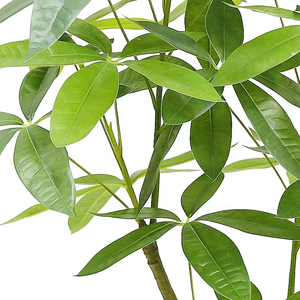 Árboles de dinero artificiales de alta calidad para árboles de dinero artificiales de interior planta de árbol de dinero Pachira - Product Image 4