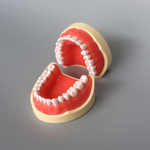 Modello dentale di presa di fabbrica 860 modelli dimostrativi di 32 denti - Product Image 2
