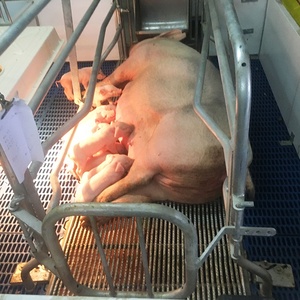 Gabbie per <span class=keywords><strong>Suini</strong></span> Zincate a Caldo, Nuovo Design, Recinto per Scrofe, Attrezzatura Agricola, Gabbia Saldata per <span class=keywords><strong>Animali</strong></span> - Product Image 2