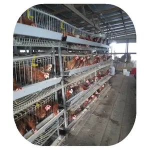 Jaula de cría de pollos, sistema automático, tipo H, 3 niveles, 4 niveles, precio de fábrica