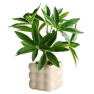 <span class=keywords><strong>ต้น</strong></span>ไม้ประดิษฐ์ในกระถางเซรามิกสำหรับตกแต่งบ้าน สำนักงาน ชั้นวางของ และโต๊ะ - Product Image 5