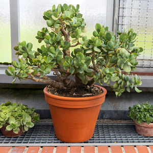 Plantas Suculentas <span class=keywords><strong>Crassula</strong></span> Tipo Jade Vivas en Macetas con Diversas Formas de Follaje, Ideales para Exhibiciones en Contenedores y Regalos de Suculentas - Product Image 6