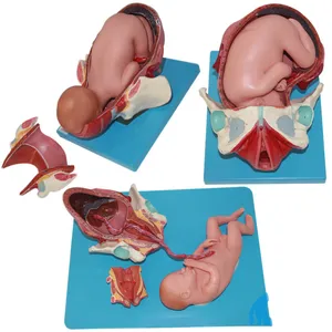 Sciedu Anatomy Model Lehr modell für die Gesundheit Kinder geburt Geburts simulator Vollzeit-Fetal modell