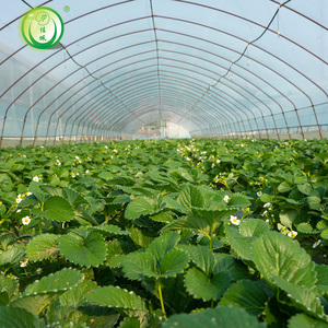 Serre tunnel en film plastique à faible coût pour la culture des fraises - Product Image 2