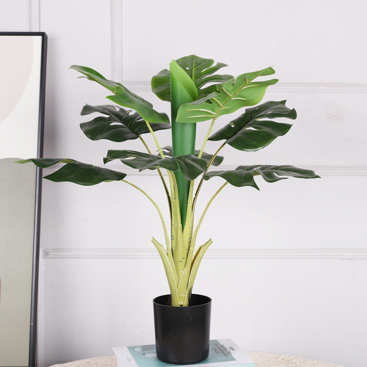 Monstera deliciosa de 60 cm con 9 hojas