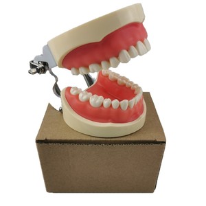 Modèle de dents standard Heidefee M8012, 32 dents, modèle anatomique en silicone médical pour l'enseignement dentaire - Product Image 4