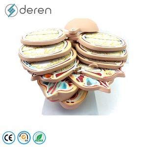 Modelo de Sección de Cabeza de Tamaño Real en PVC y Silicona Suave para Ciencias Médicas y Ambientales, Modelo Educativo de <span class=keywords><strong>Anatomía</strong></span> <span class=keywords><strong>Seccional</strong></span> del Cerebro Humano - Product Image 6
