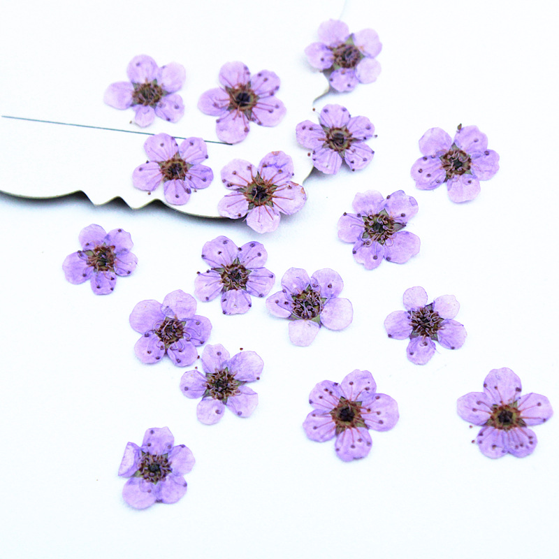 Pourpre