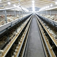 Nouvelle cage à poulets automatique de type H en acier galvanisé à chaud