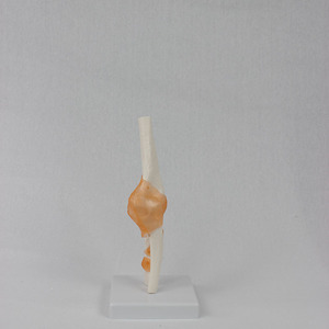 Modèle fonctionnel du ligament du coude ; modèle de squelette humain pour l'enseignement. - Product Image 3