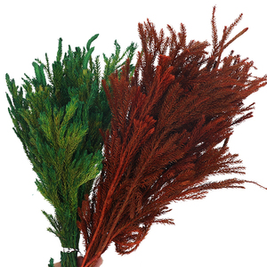 Bảo Quản Tán Lá Lycopodium Japonicum Bán Buôn Phòng Văn Phòng Bàn Trang Trí Vase Filler Bất Natura Chi Nhánh Cây Thông - Product Image 1