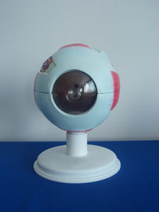 Modello Educativo Avanzato di Vasi Sanguigni e Nervi Umani Ingranditi dell'Occhio e dell'Orbita con Vaso Anatomico dell'Occhio - Product Image 4