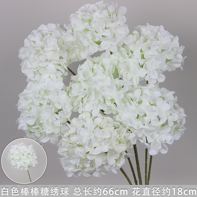 Hortensia sucette blanche