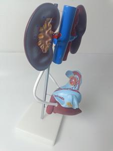 Práctica médica entrenamiento PVC 3D humano auténtico demostración anatomía sistema reproductivo femenino modelo para enseñanza de estudio - Product Image 3