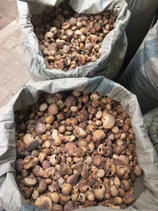 Cryptoporus Volvatus, champignon séché entier, en vrac, sauvage, voilé - Product Image 6