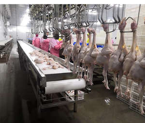 Machine d'abattage automatique multi-oiseaux de marque personnalisée, capacité 1000 kg, 5,5 kW, 380 V, équipement de traitement intelligent pour ferme - Product Image 5