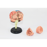 Modelo de Anatomía del Cerebro Humano al por Mayor, Modelo de Cerebro 4D, Versión Reducida, 31 Partes