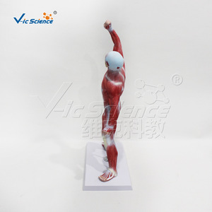 Mannequin musculaire grandeur nature de 50 cm en position de mouvement - Aides pédagogiques d'anatomie pour la formation médicale en gros - Product Image 4