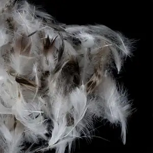 Factory Direct Sales 2-4-6cm Washed Grey Duck Feather