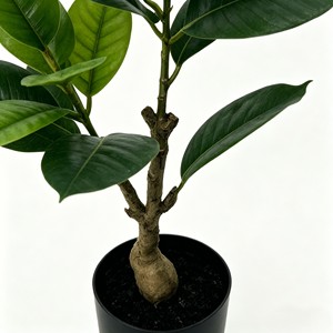 Bonsai Rubber <b>Tree</b> Indoor Landscape Decoration Simulation Plant Decoration Simulation Leaves - Product Image 6
