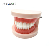Modelo de Tipodonto Dental Estándar Mr.Den para Enseñanza y Práctica |   Modelo de Demostración de Dientes Removibles