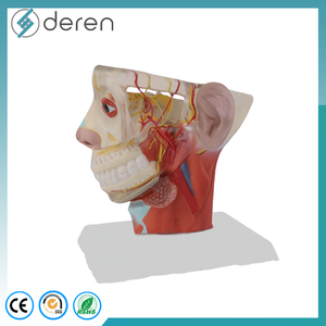 Modelo de Anatomía Neurovascular de Cabeza y Cuello a Tamaño Real, Modelo de Cráneo con Venas Dilatadas y Mandíbula para Entrenamiento en Cirugía Plástica - Product Image 3