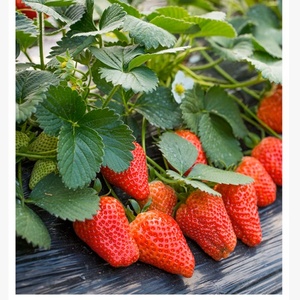 Alta Qualidade Japão Garrafa Toner Em Pó ADV IR C3020 para Uso em Canon IR ADV C3020/3025/3130/3222 3226/3320/3325/3330/3525/3530. - Product Image 5