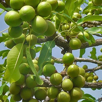 Vente en gros de beurre de karité biologique de qualité supérieure 100% brut naturel pour cosmétiques et fabrication de savon